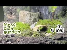 Making A Moss Dish Garden In A Log