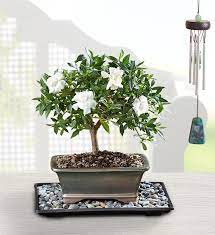 Gardenia Bonsai For Sympathy Small With Windchime 1 800 Flowers Plants Delivery
