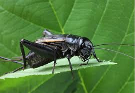 Are The Crickets Harmful Insects