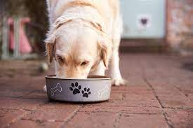 6 foods high in potium for dogs vet