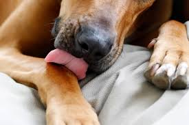 why do dogs lick their paws 8 possible