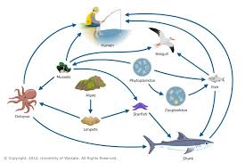 Toxins And Food Webs Science Learning Hub