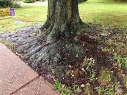 maple tree root system studiousguy