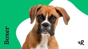 best dog food for boxers our picks
