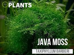 java moss care guide vivarium plants