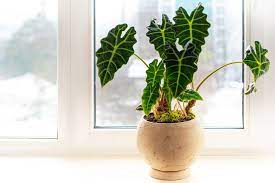 A Z List Of Common Houseplants With