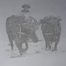 Sketsa gambar petani membajak sawah dengan kerbau. Gambar Di Samping Terdapat Kegiatan Manusia Dan Alam Yang Saling Mempengaruhi Adapun Manfaat Yang Brainly Co Id