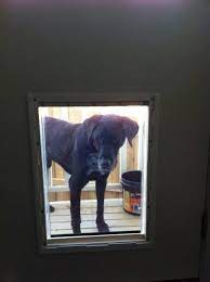 Large Dog Door For Wood Supplied