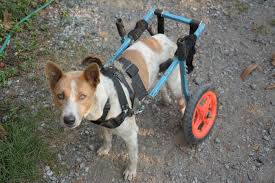 8 dog diy wheelchair plans learn how