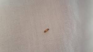 cat safe from carpet beetle parasites