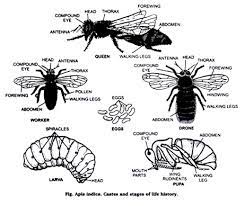 life history of honey bee insects