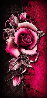 hd single rose wallpapers peakpx