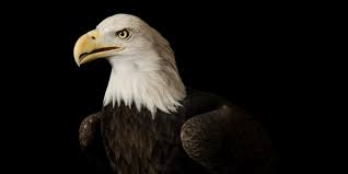 bald eagle facts and information