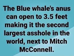 The best memes from instagram, facebook, vine, and twitter about mitch mcconnell. The Blue Whale S Anus Can Open To 3 5 Feet Making It The Second Largest Asshole In The World Next To Mitch Mcconnell Ifunny