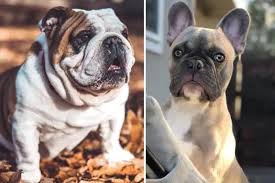 Further, they also shed, and their short hair easily sticks to your child clothing and hands. French Bulldog English Bulldog Mix The Lovable Lazy Free Lance Bulldog Anything French Bulldog