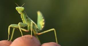 can-praying-mantis-bite-you