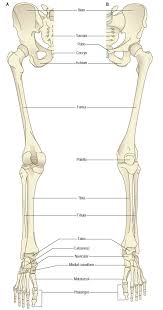 The largest and most medial leg bone, forming both the knee and ankle joints. On The Left A Posterior View Of The Of The Bones Of The Lower Limb Download Scientific Diagram