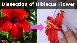 dissection of hibiscus flower parts