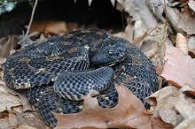 Juvenile timber rattlesnake (crotalus horridus), new england, u.s.a. Timber Rattlesnake Nys Dept Of Environmental Conservation