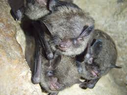 13 awesome facts about bats u s