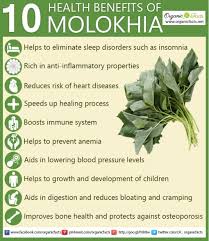 Health Benefits Of Molokhia Jannine Myers