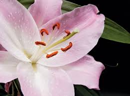 Terms for the sexuality of individual flowers: Pistil Definition Description Facts Britannica