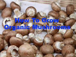 How To Grow Edible Mushrooms And Grow Rich - WordPress.com gambar png