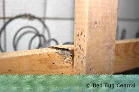bed bugs 101 mattress and box spring