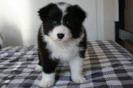 freyasway border collie puppies for