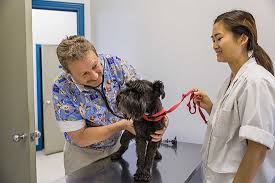Allstate knows how much your beloved pet means to you. Why Get Pet Medical Insurance Veterinarians In Richmond Hill Bayview Seven Animal Hospital