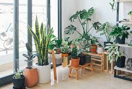 Choose The Right Plants For Your Home