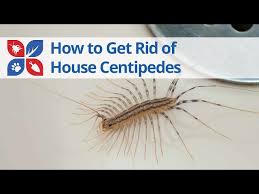 House Centipede Treatment Domyown Com