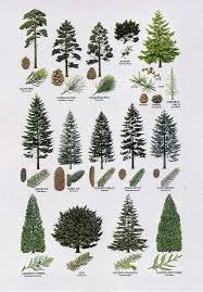 Conifer Tree Guide A Great Way To Identify Which Trees