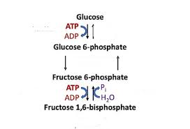 Energy In Cellular Respiration