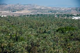 The palmeral of elche, with more than 200.000 palm trees. Travel To Elche