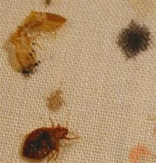 bed bugs what they are and how to