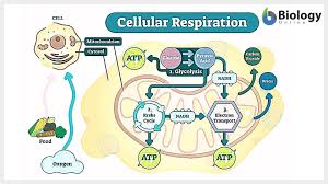 Cellular respiration is the process whereby energy is harvested from carbon compounds (food molecules) as they pass through a series of enzyme catalyzed reactions. Cellular Respiration Definition And Examples Biology Online Dictionary
