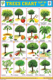 Trees Chart Vegetable Chart Trees