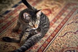 how to stop a cat scratching carpet