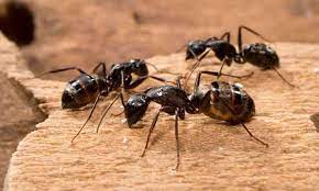 prevent ants and home remes