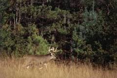 how-far-can-deer-run-into-the-woods
