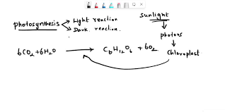 The Light Dependent Reactions
