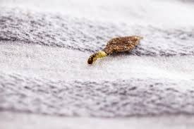what causes carpet moths storables