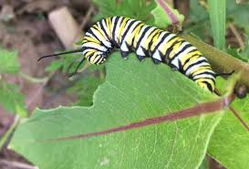 milkweed can help monarch erflies