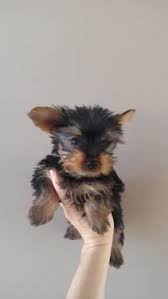 1.5 teacup yorkie puppies for sale in arizona. Yorkie Poo Pets And Animals For Sale Tucson Az