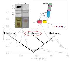 how archaea might find their food