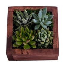 Decoblooms Living Wall Succulent Garden