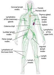 Lymphatic System Lymphatic System Thoracic Duct Lymph Fluid