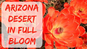 Use without written consent by the author is illegal and punishable by law. Cactus Blossoms Arizona The Home Of The Most Beautiful Cactus Flowers Youtube