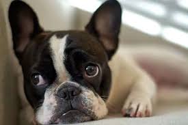 Bouledogue or bouledogue français) is a breed of domestic dog, bred to be companion dogs. Do French Bulldogs Shed How To Control And Prevent Anything French Bulldog
